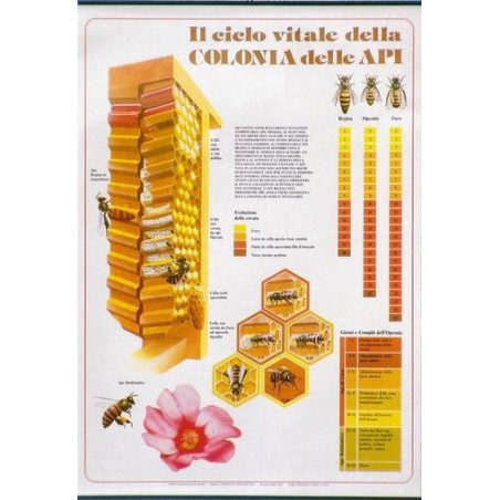 Poster "il ciclo vitale della colonia delle api"