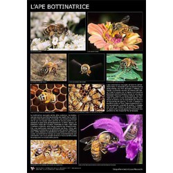 Poster fotografico "L'ape bottinatrice" 600x900 mm