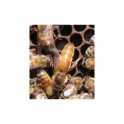 APE REGINA LIGUSTICA