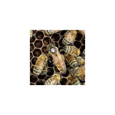 APE REGINA LIGUSTICA