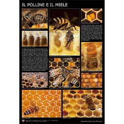 Poster fotografico "Il polline e il miele" 600x900 mm