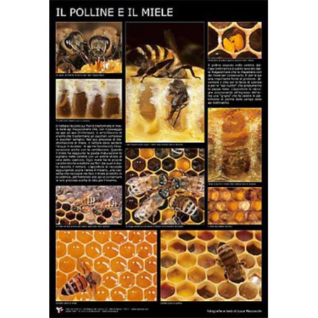 Poster fotografico "Il polline e il miele" 600x900 mm