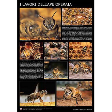 Poster fotografico "I lavori dell'ape operaia" 600x900 mm